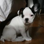 Fransk bulldog Mini Goofie