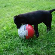 Blanding af racer MAX