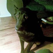 Blanding af racer Luna