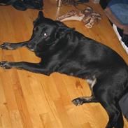 Blanding af racer Luna