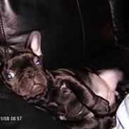 Fransk bulldog Pepsi