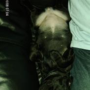 Fransk bulldog Pepsi