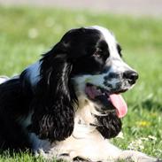 Cocker spaniel chikko