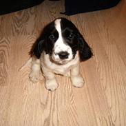 Cocker spaniel chikko