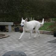 Hvid schæfer Malaicas Prins Diego