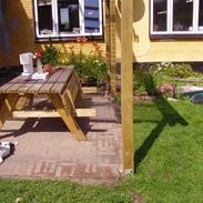 Dansk svensk gaardhund molly