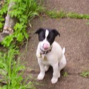 Dansk svensk gaardhund molly