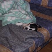 Dansk svensk gaardhund molly