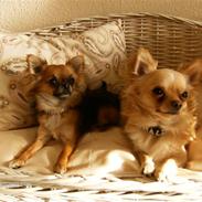 Chihuahua      *Ronaldo*