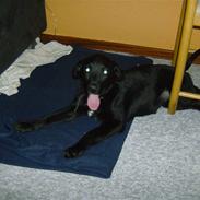 Newfoundlænder lady