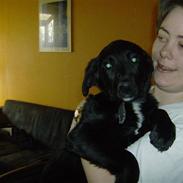 Newfoundlænder lady