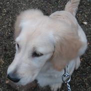 Golden retriever "Mckenzie"