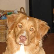 Nova scotia duck tolling retriever Bertel