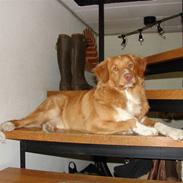 Nova scotia duck tolling retriever Bertel