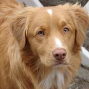 Nova scotia duck tolling retriever Bertel