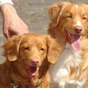 Nova scotia duck tolling retriever Bertel