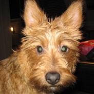 Australsk terrier Molly
