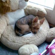 Australsk terrier Molly