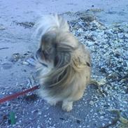Pekingeser King - RIP 28/08/2014
