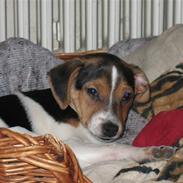 Dansk svensk gaardhund speikie