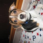 Dansk svensk gaardhund speikie