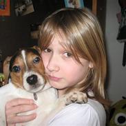 Dansk svensk gaardhund speikie