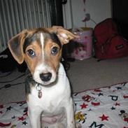 Dansk svensk gaardhund speikie