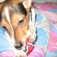 Dansk svensk gaardhund speikie