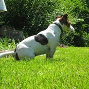 Jack russell terrier Basse