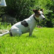 Jack russell terrier Basse