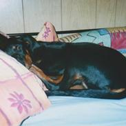 Blanding af racer sandy