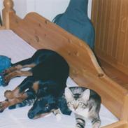 Blanding af racer sandy