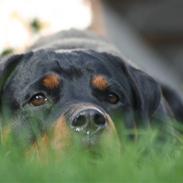 Rottweiler Jondia´s Alley (Aica)