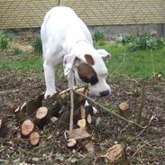 Amerikansk bulldog luna