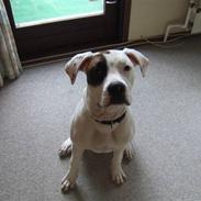 Amerikansk bulldog luna