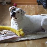 Amerikansk bulldog luna