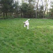 Amerikansk bulldog luna