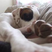 Amerikansk bulldog luna