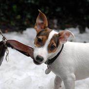 Jack russell terrier Cookie