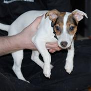 Jack russell terrier Cookie