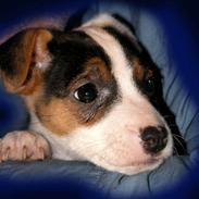 Jack russell terrier Cookie