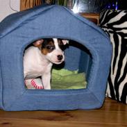 Jack russell terrier Cookie