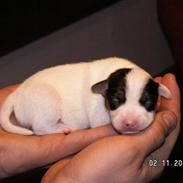 Jack russell terrier Cookie