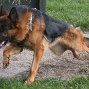 Schæferhund Hvolbæk Cako