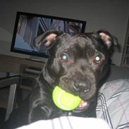 Staffordshire bull terrier Eddie