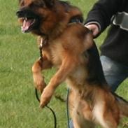 Schæferhund Hvolbæk Cako