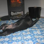 Staffordshire bull terrier Eddie