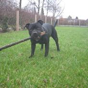 Staffordshire bull terrier Eddie