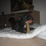 Staffordshire bull terrier Eddie