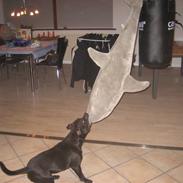 Staffordshire bull terrier Eddie